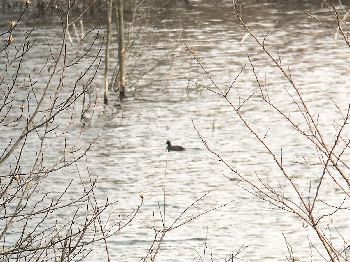אגמית אמריקנית - ML91273211