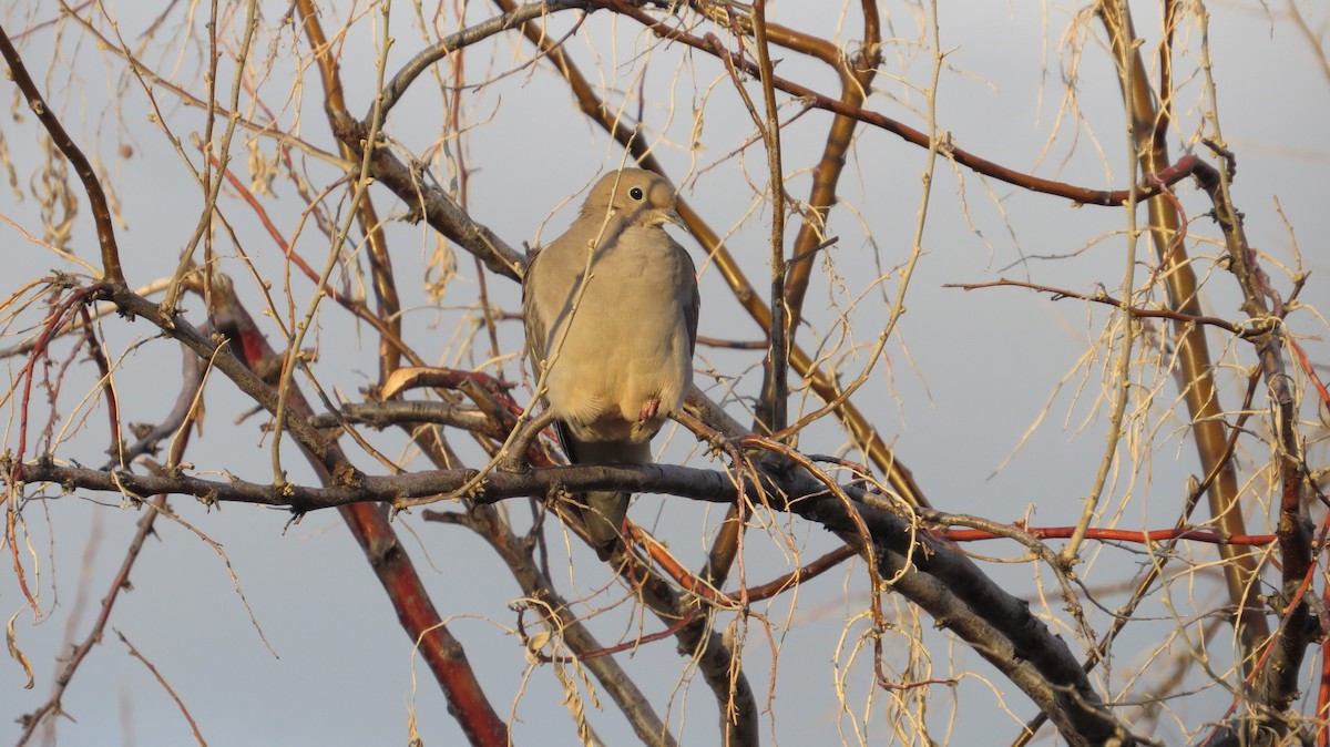 Mourning Dove - ML91273931