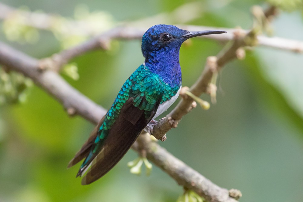 White-necked Jacobin - Allan Welby