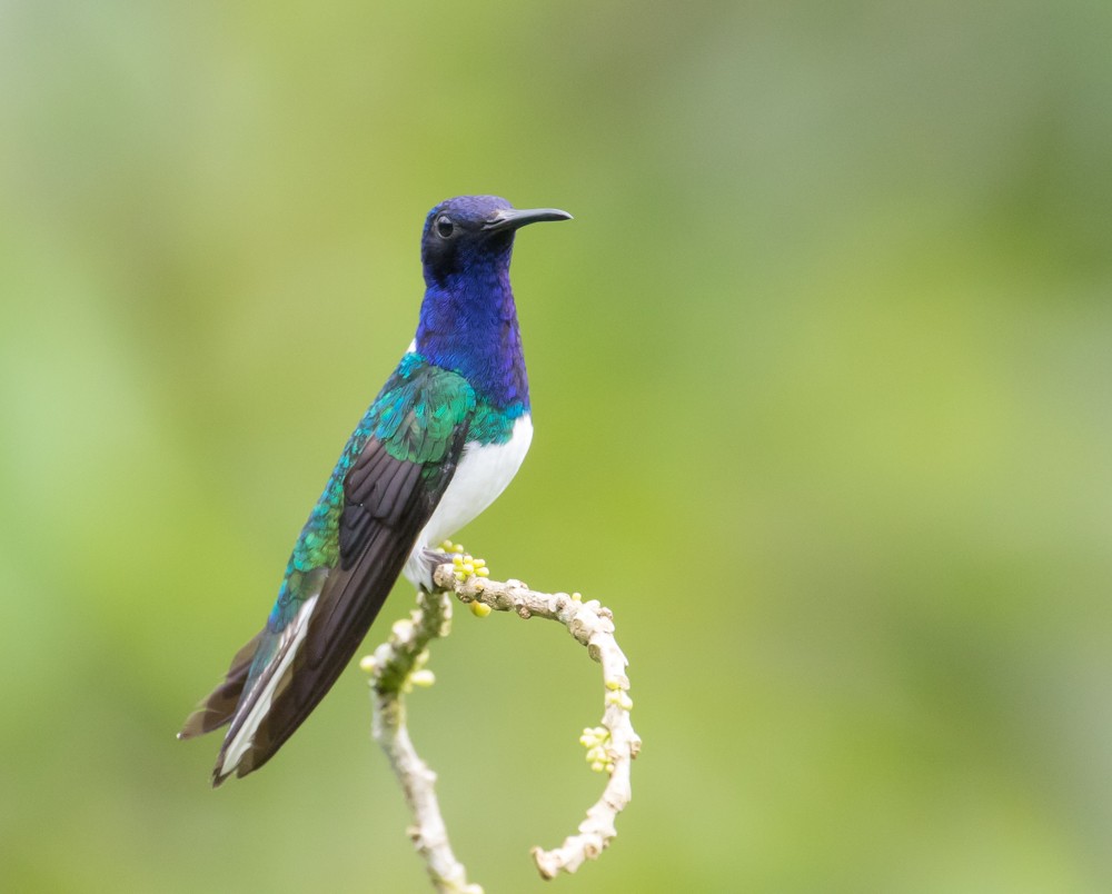 White-necked Jacobin - Allan Welby