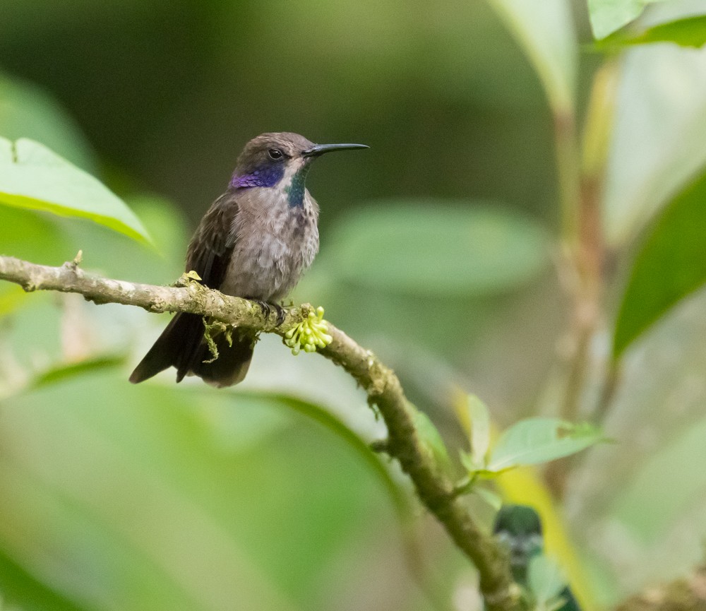 Brown Violetear - ML91275881