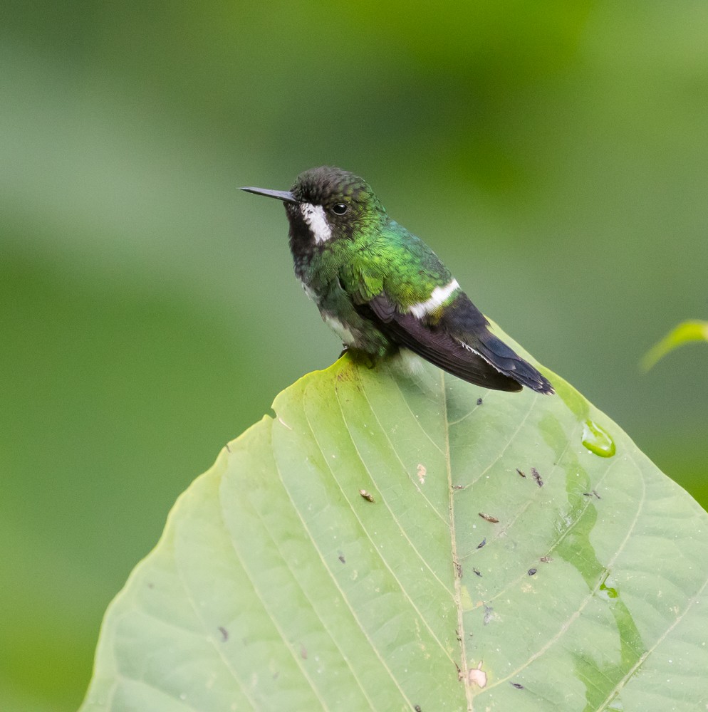 Green Thorntail - ML91276011