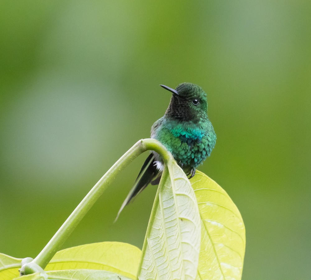Green Thorntail - Allan Welby