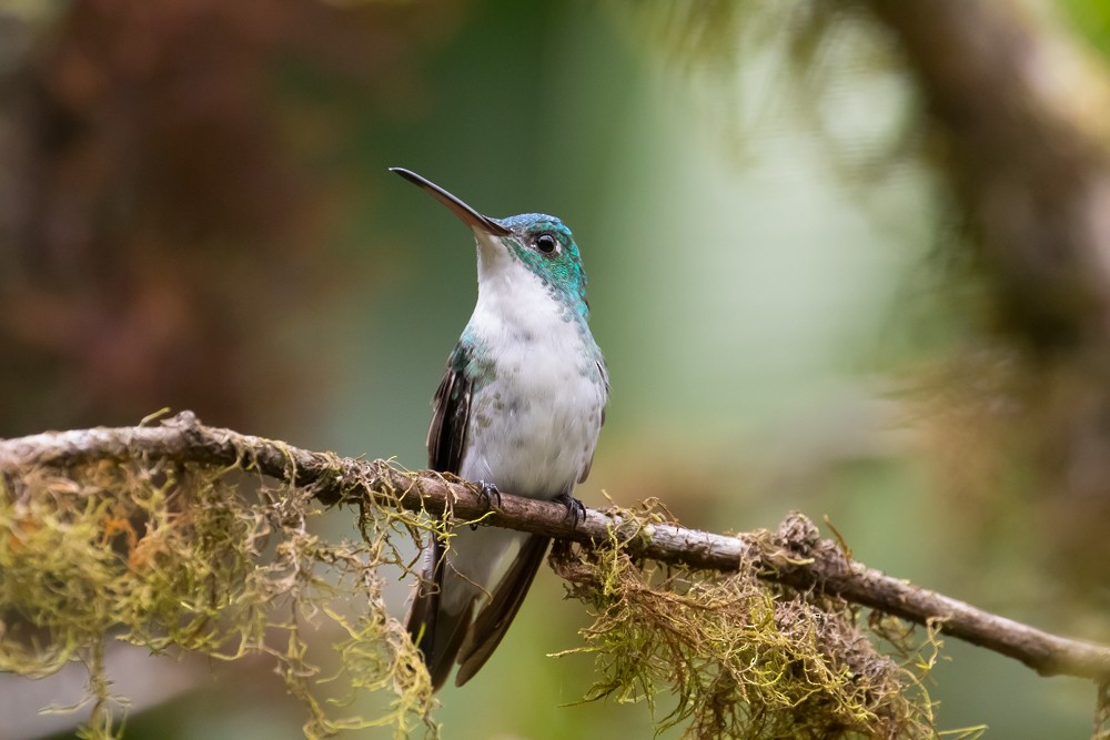 Andean Emerald - Allan Welby