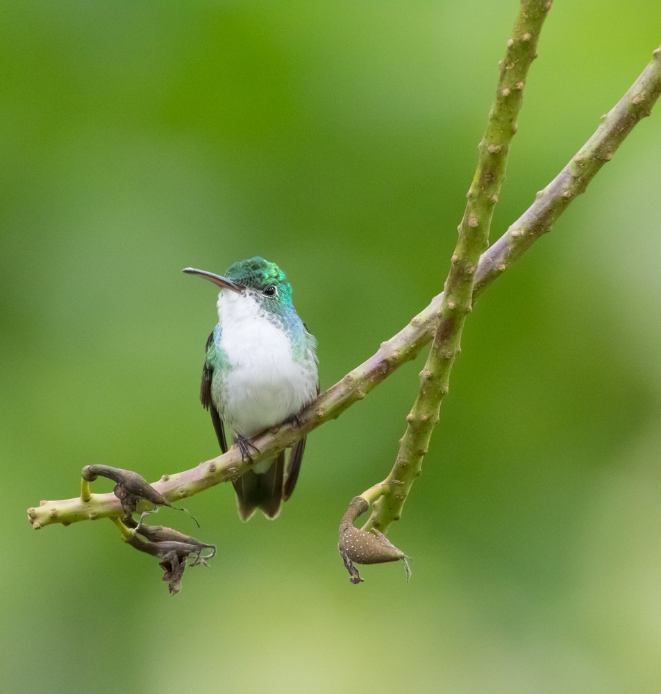 Andean Emerald - Allan Welby