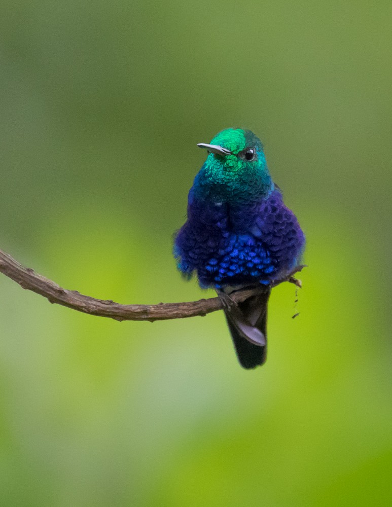 Violet-bellied Hummingbird - Allan Welby