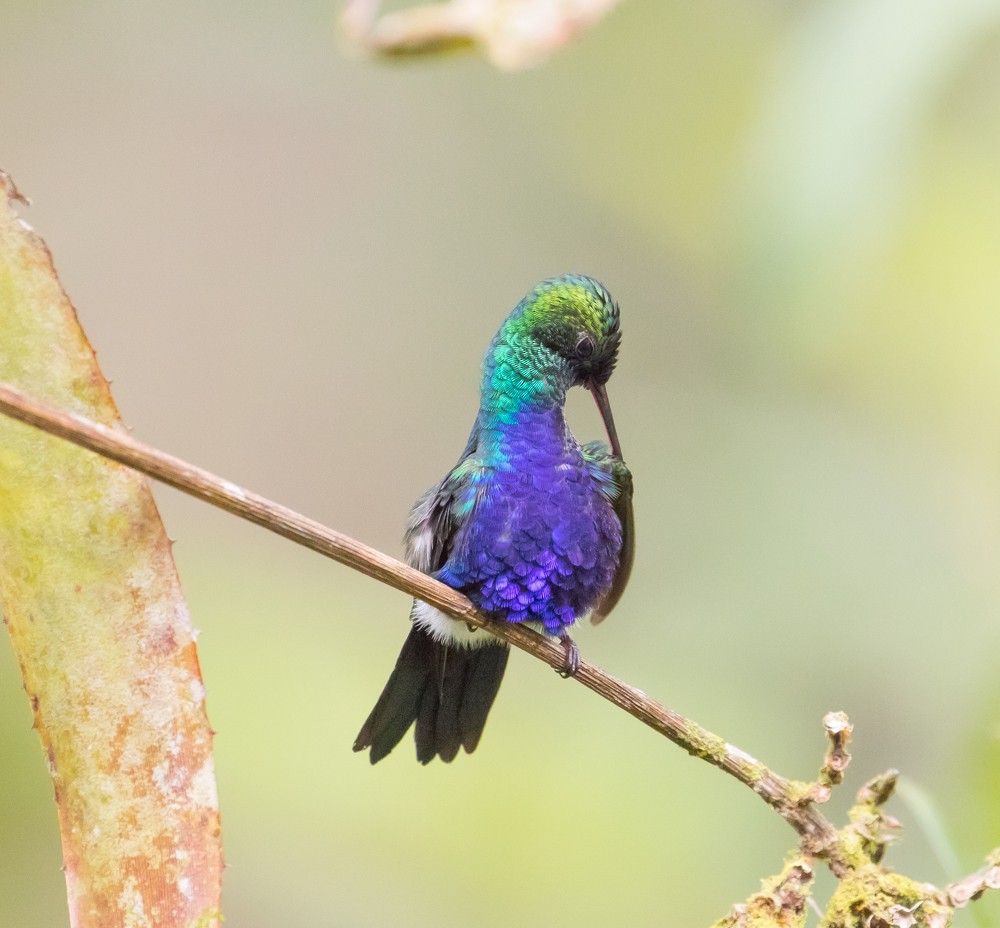 Violet-bellied Hummingbird - Allan Welby