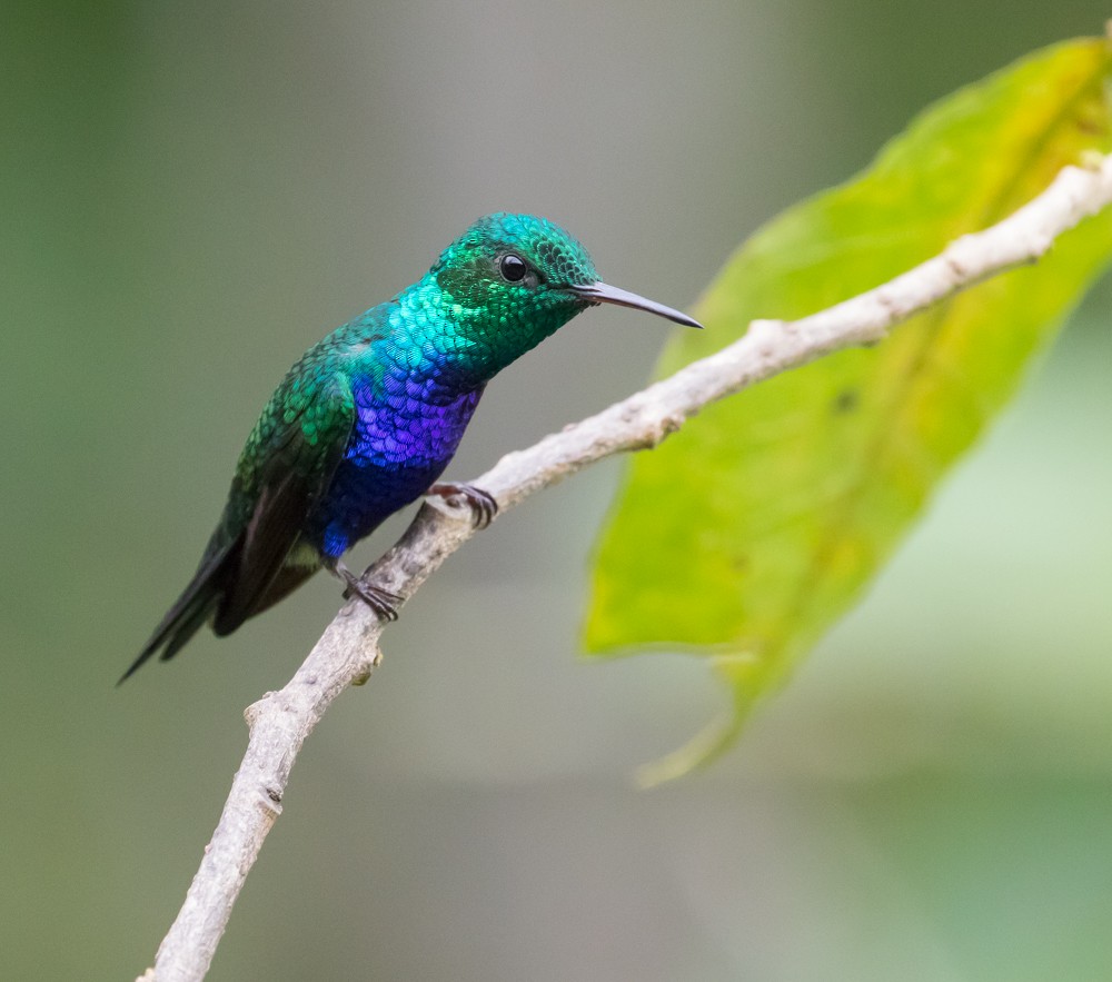 Violet-bellied Hummingbird - Allan Welby