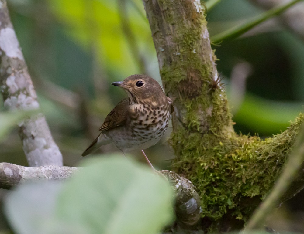 Swainson's Thrush - Allan Welby