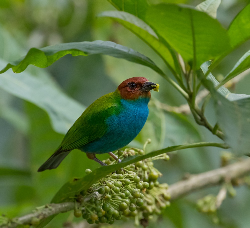 Bay-headed Tanager - ML91276711