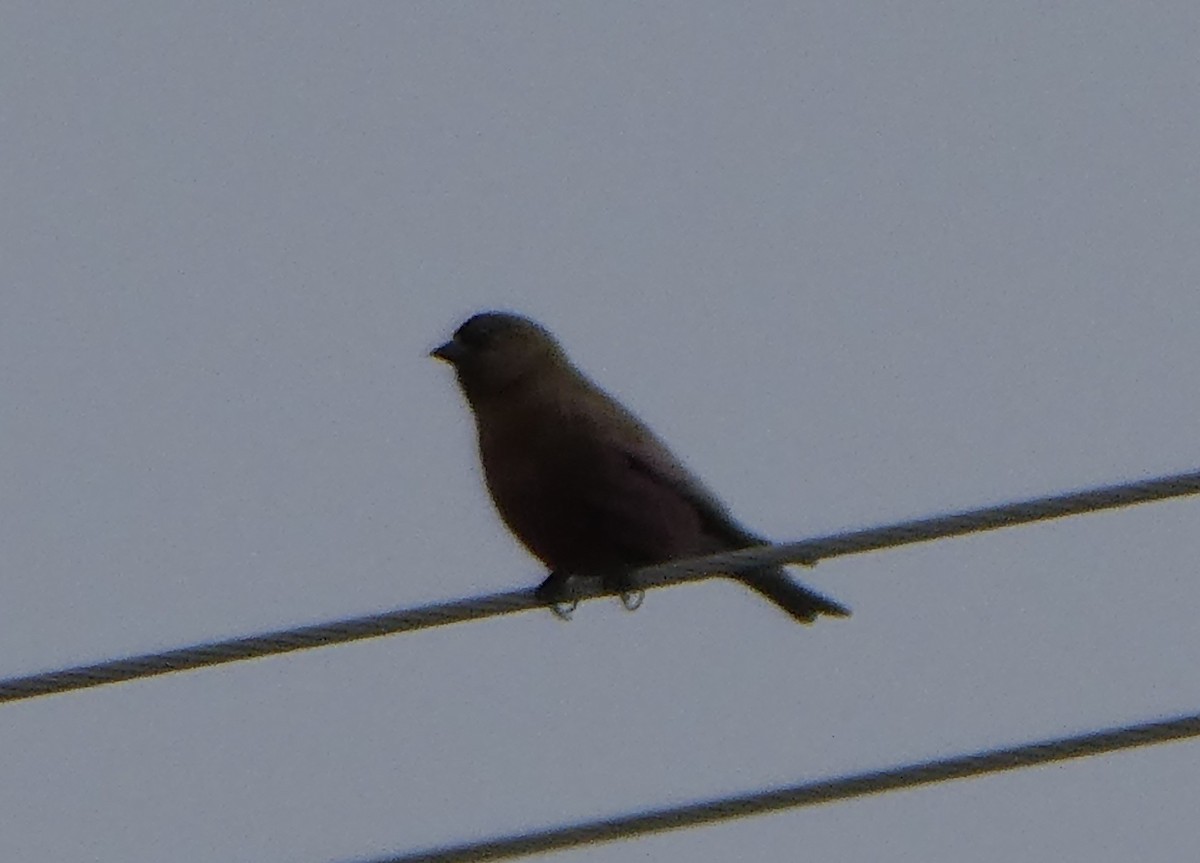 Brown-capped Rosy-Finch - ML91277801