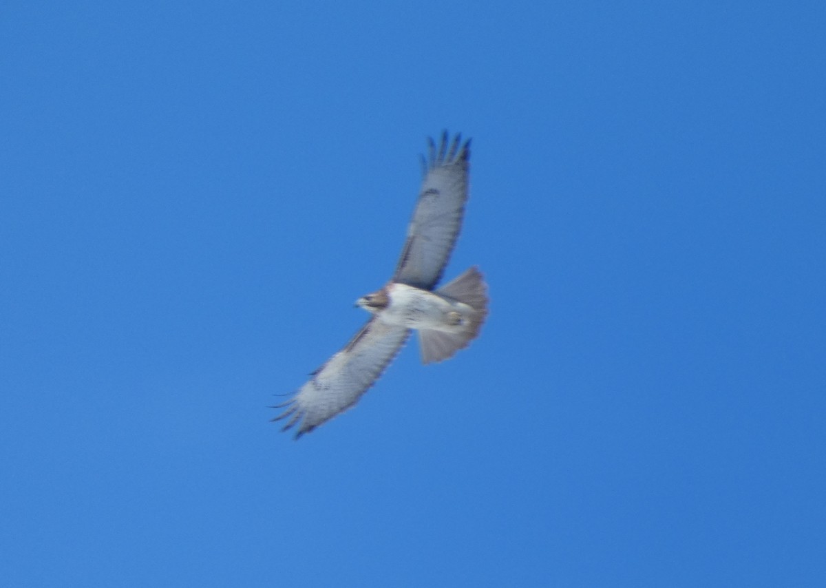 Red-tailed Hawk - ML91278481