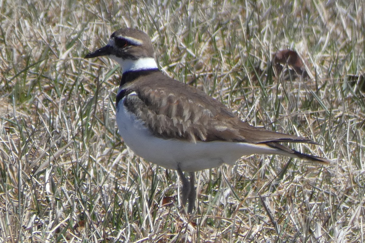 Killdeer - ML91278551