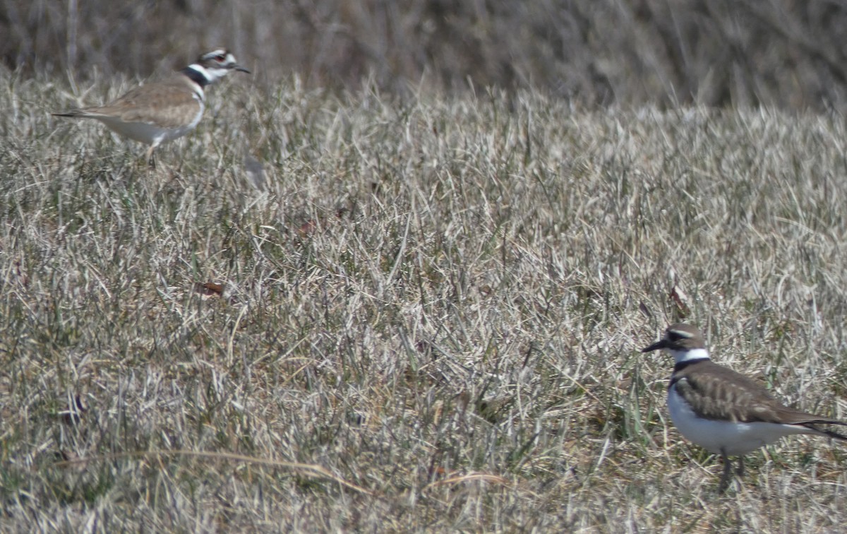 Killdeer - ML91278561