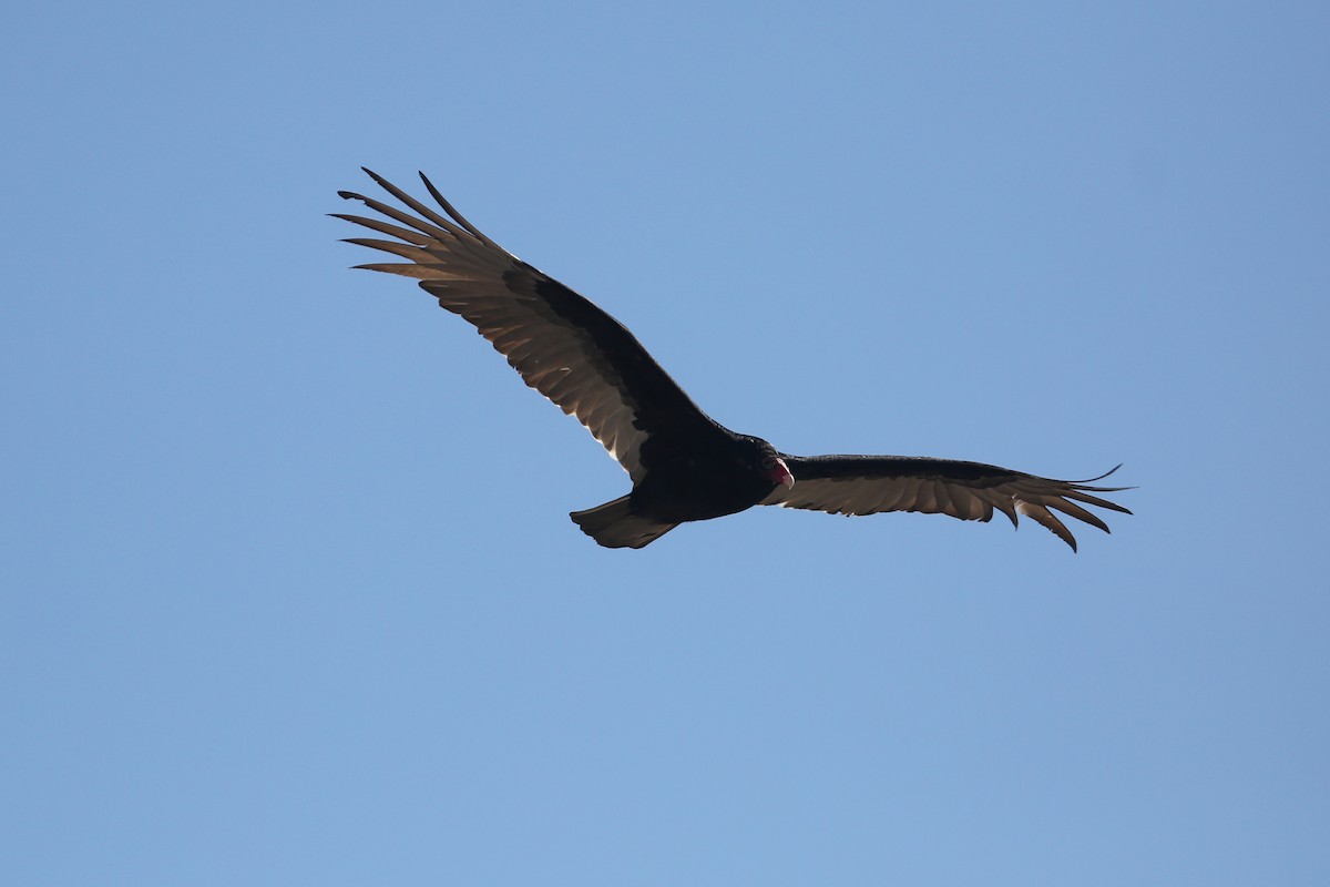 Turkey Vulture - ML91279961