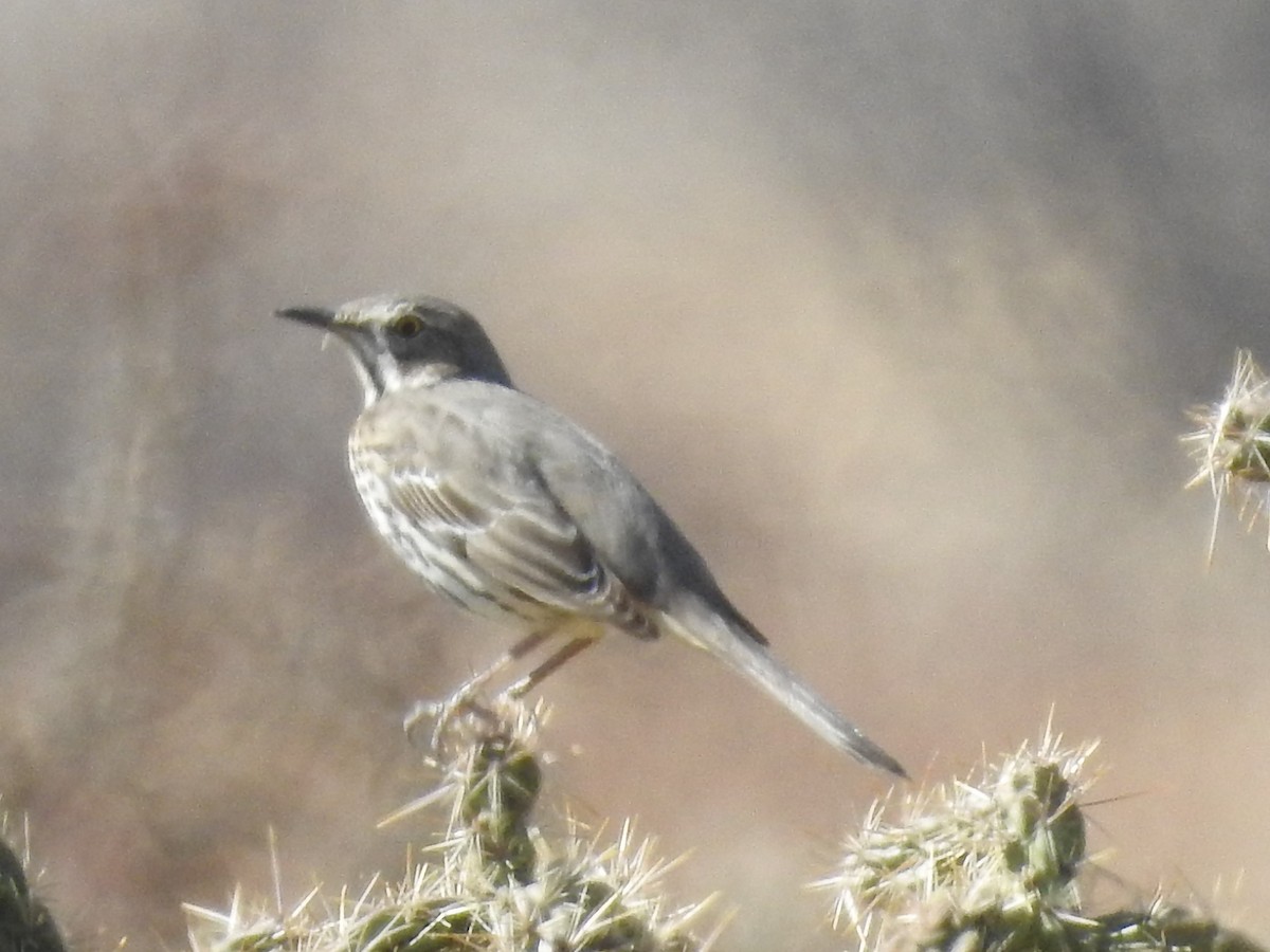 Sage Thrasher - Alan Ketcham