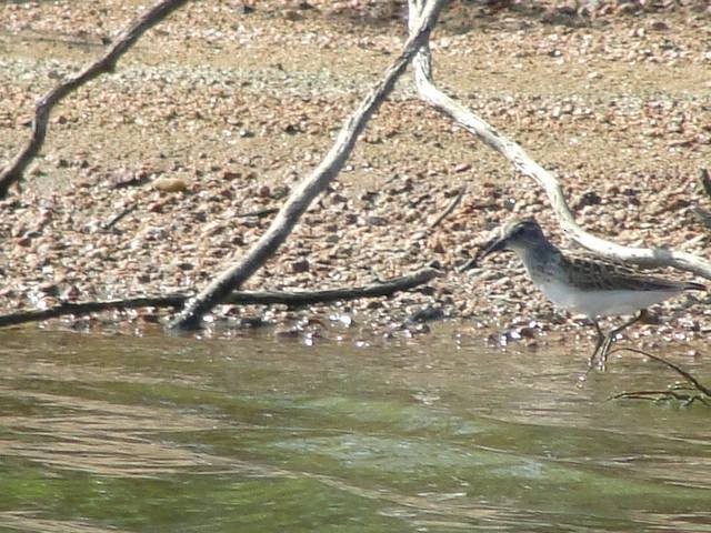 Semipalmated Sandpiper - ML91285161