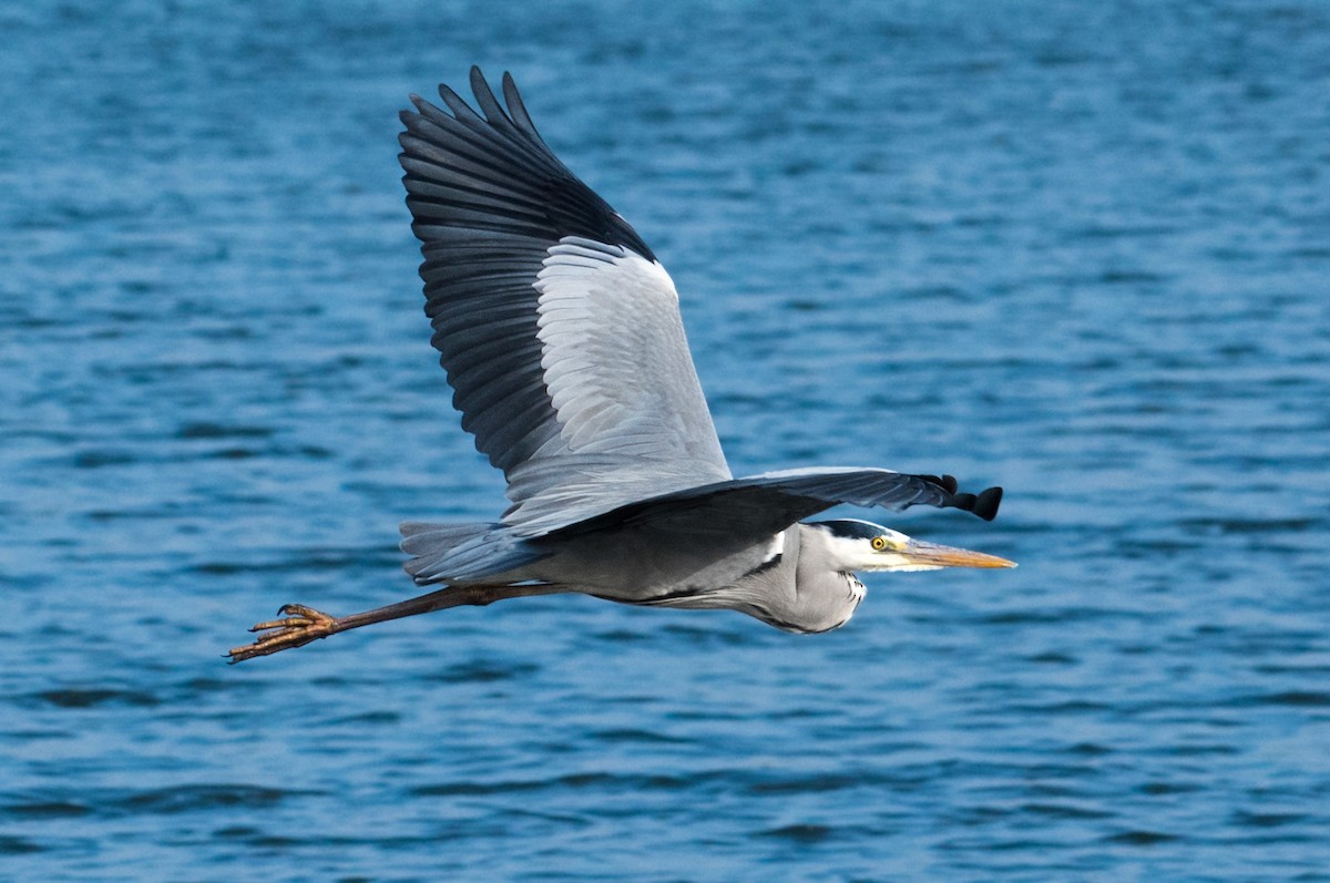 Gray Heron - Chris Maines