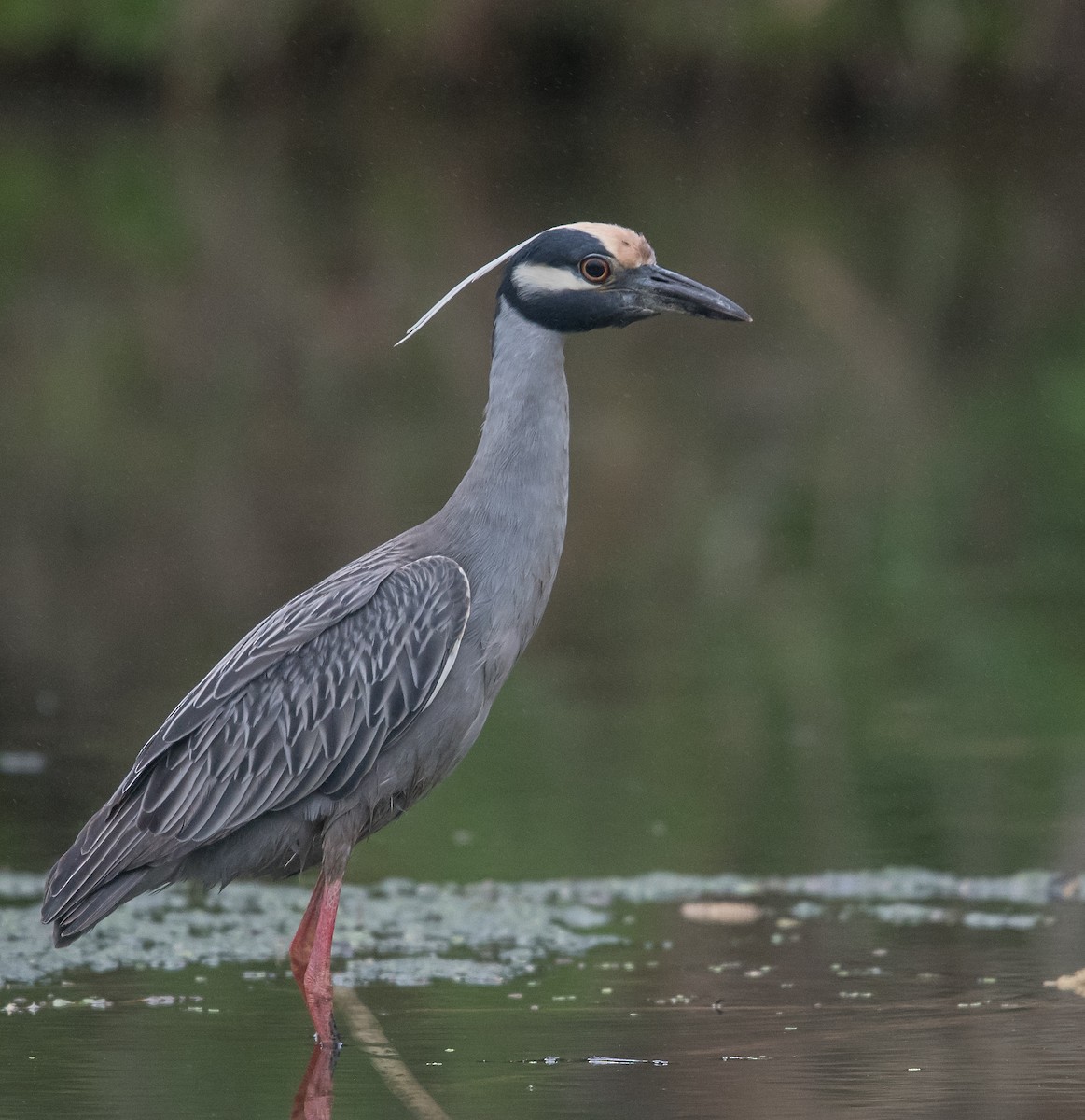 Yellow-crowned Night Heron - Mike Stewart