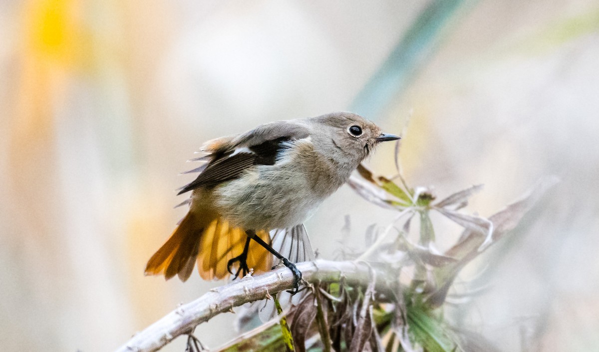 Daurian Redstart - ML91285461