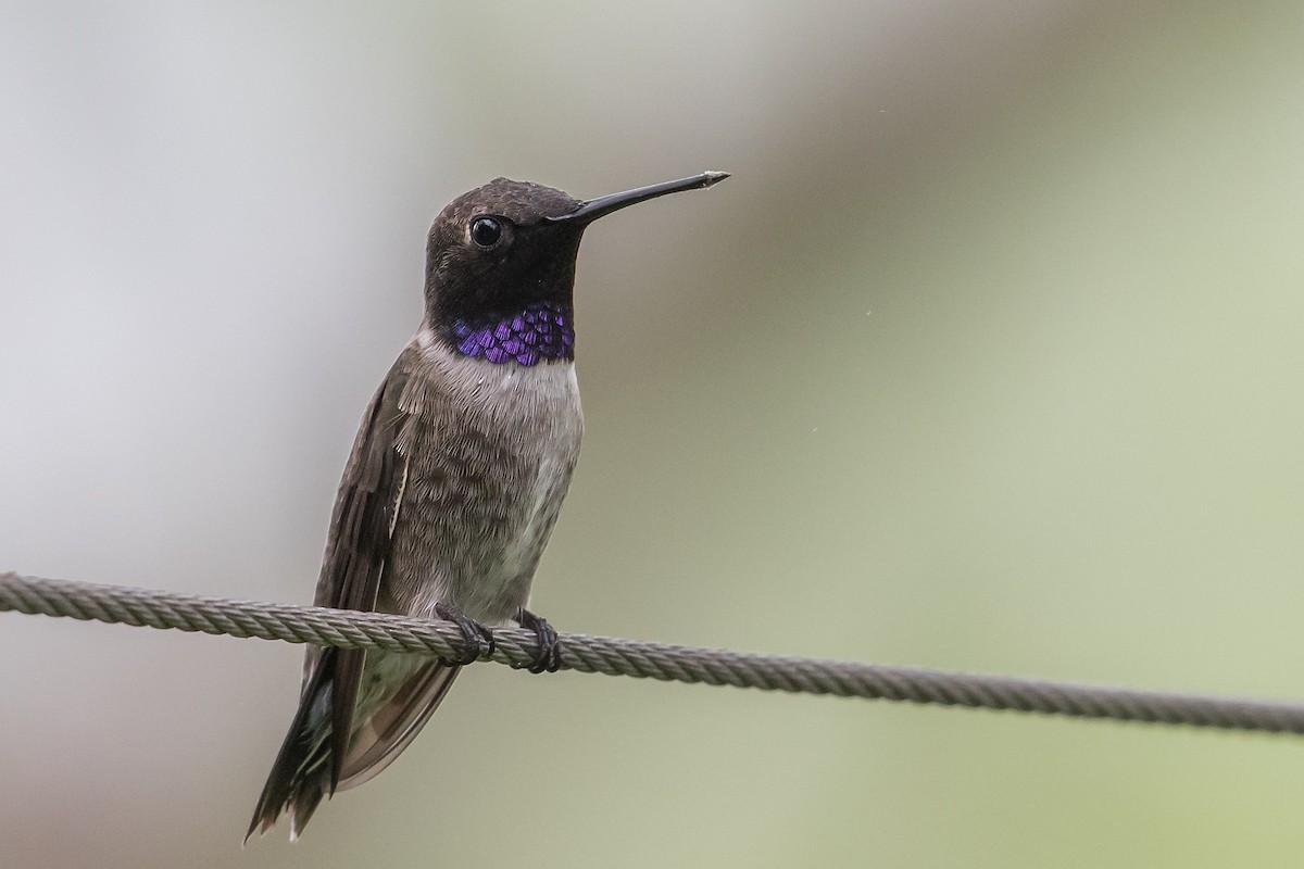 Black-chinned Hummingbird - Mike Stewart 🦅