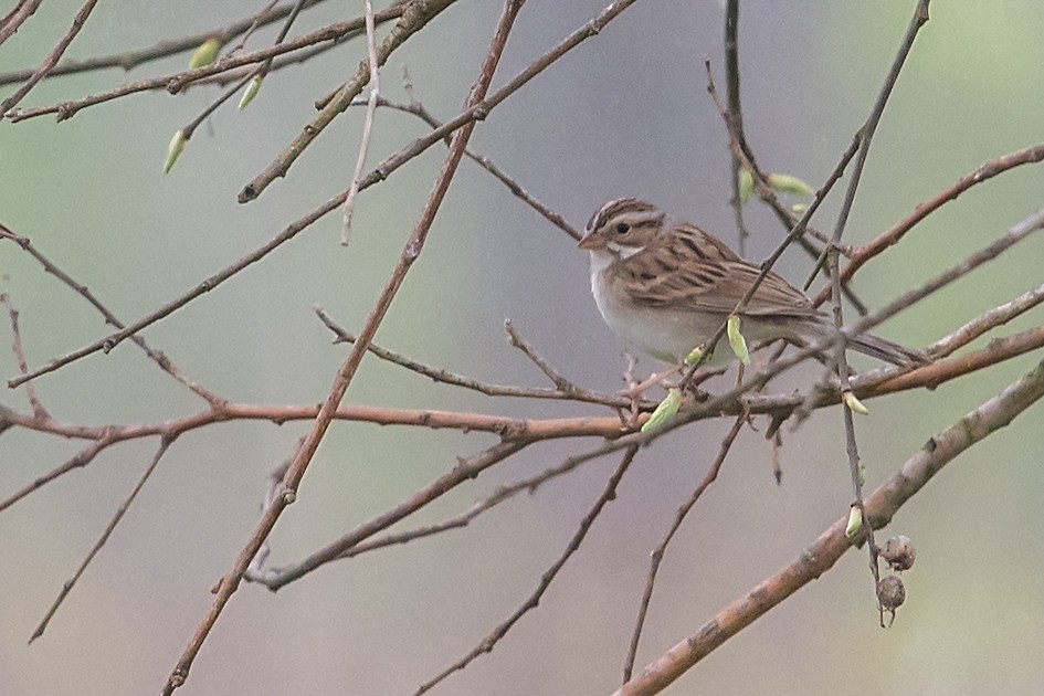 Clay-colored Sparrow - ML91285551