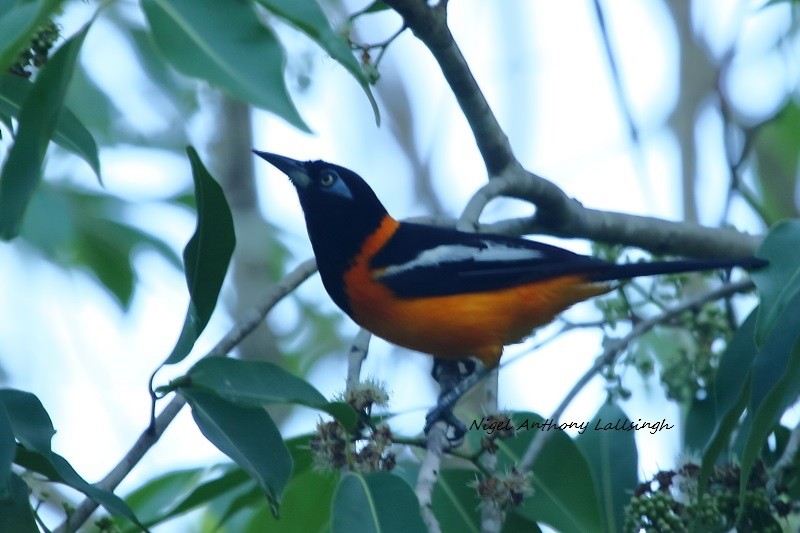 Venezuelan Troupial - ML91286991