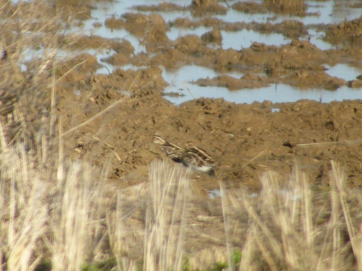 Common Snipe - ML91290411