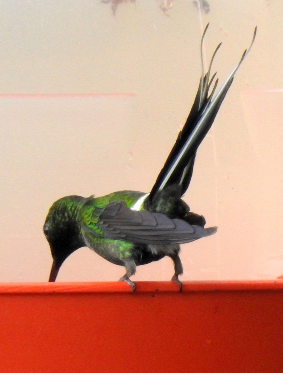 kolibřík trnoocasý - ML91290581