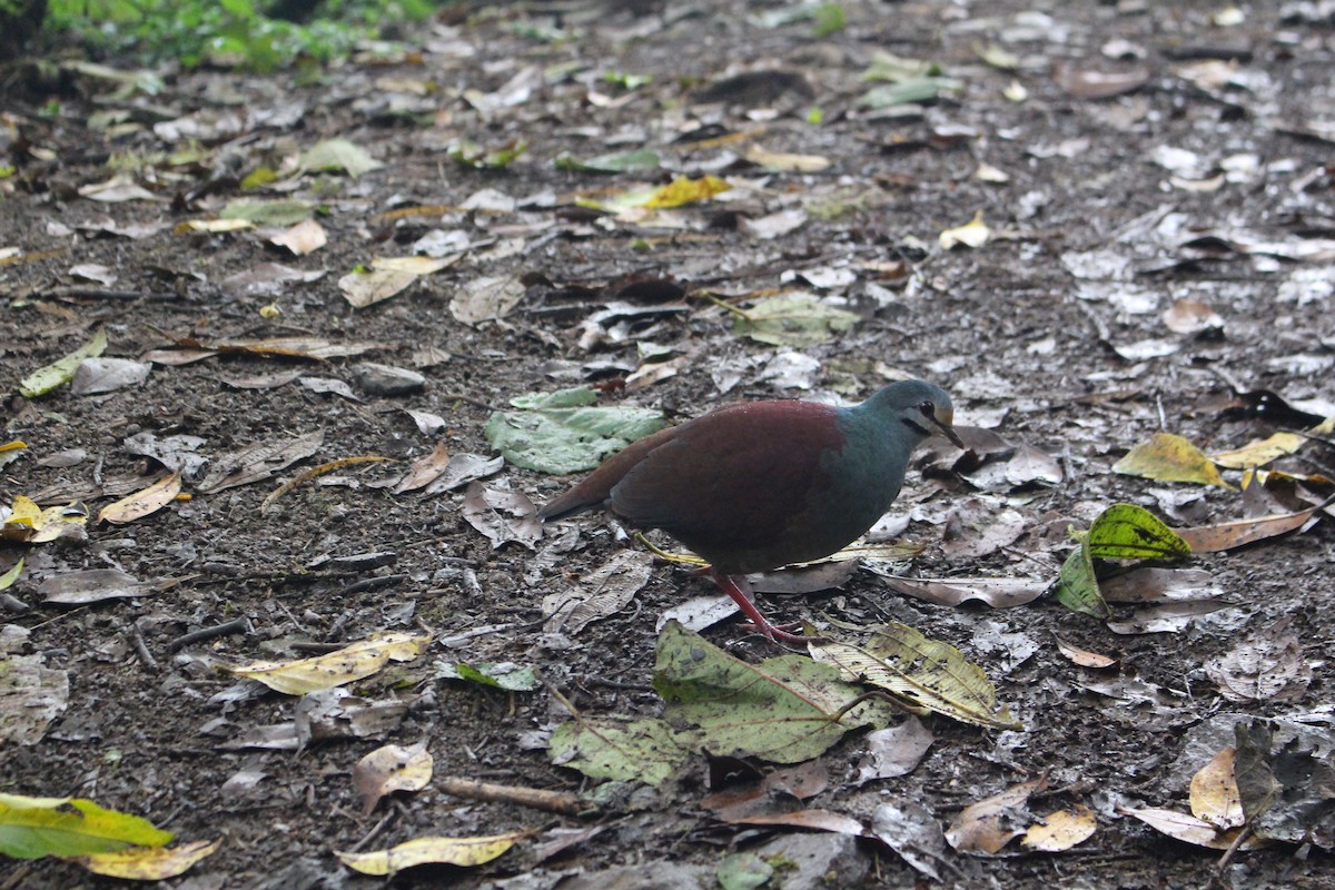 Buff-fronted Quail-Dove - ML91291161