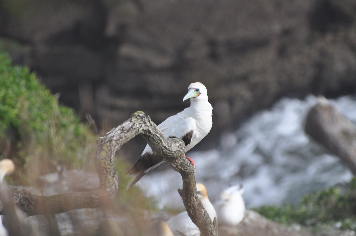 Red-footed Booby (Eastern Pacific) - ML91291601