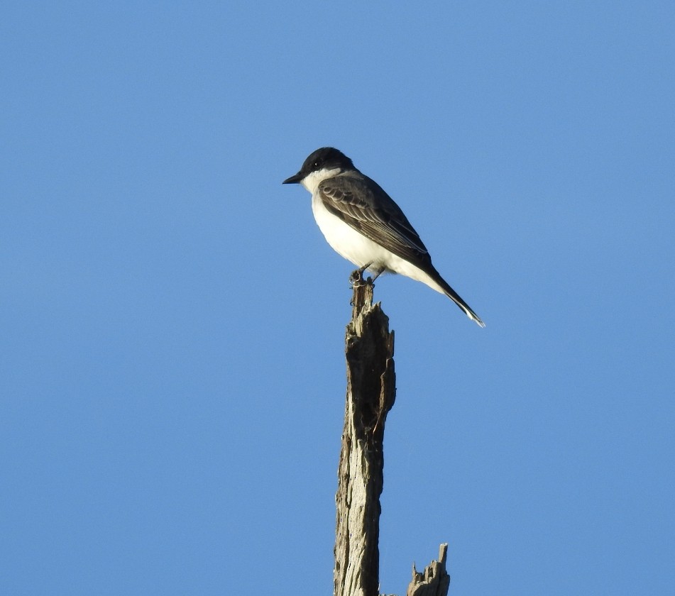 Eastern Kingbird - deborah grimes