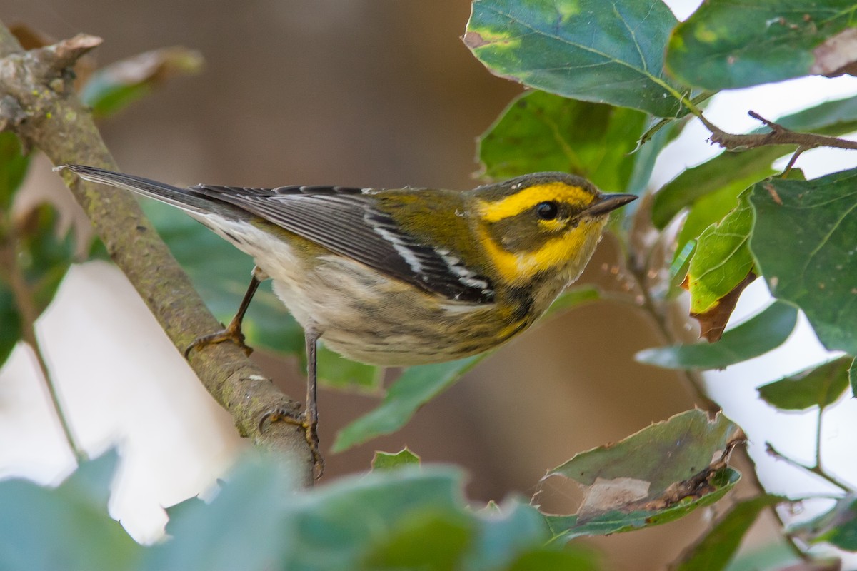 Townsend's Warbler - ML91294391