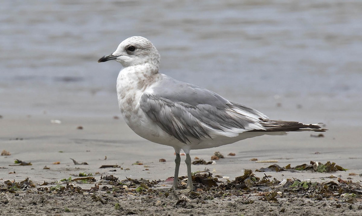 Short-billed Gull - ML91294661