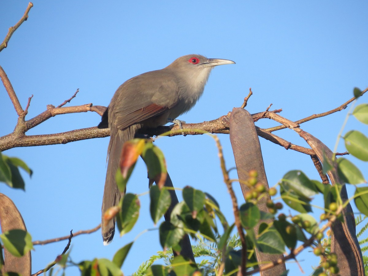 Great Lizard-Cuckoo - Carolyn Wardle