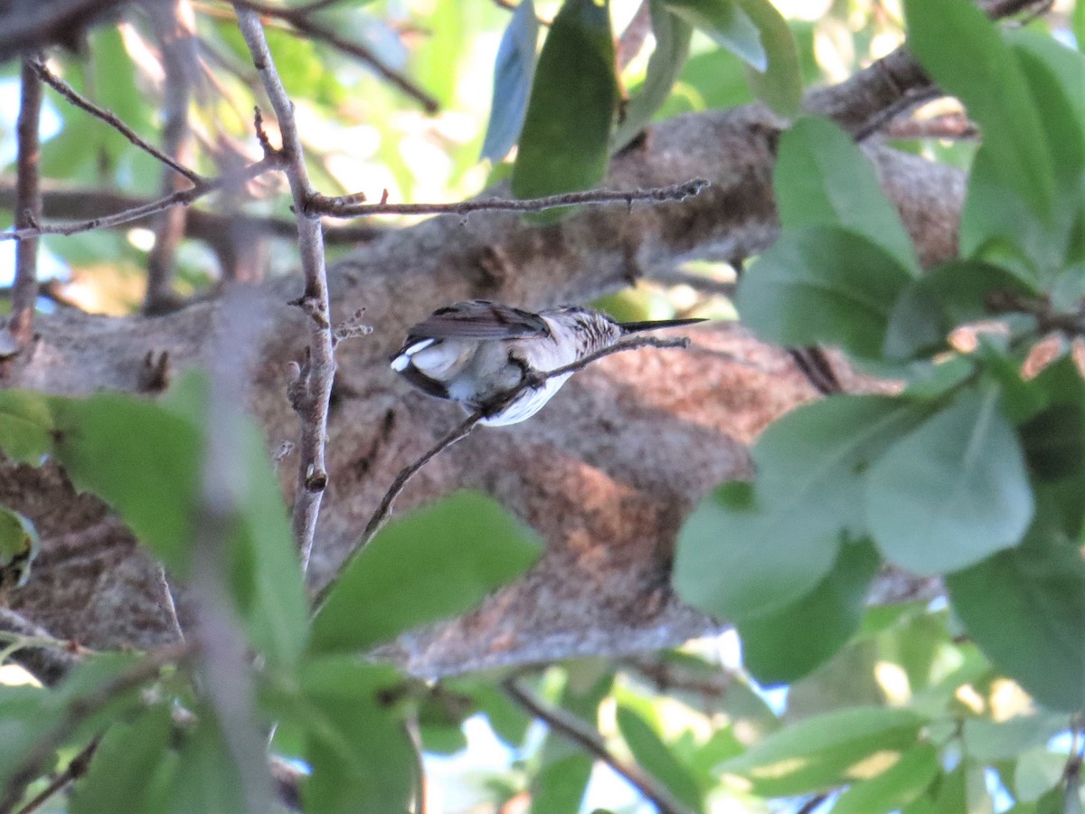 Ruby-throated Hummingbird - ML91296811