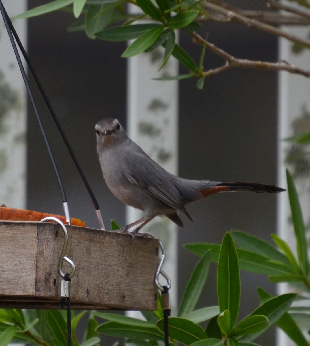 Gray Catbird - ML91297381