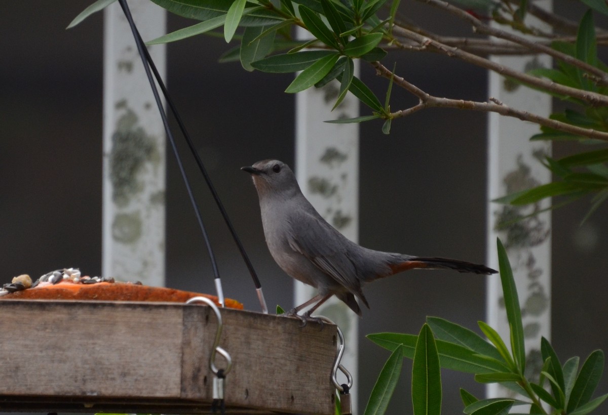 Gray Catbird - ML91297391