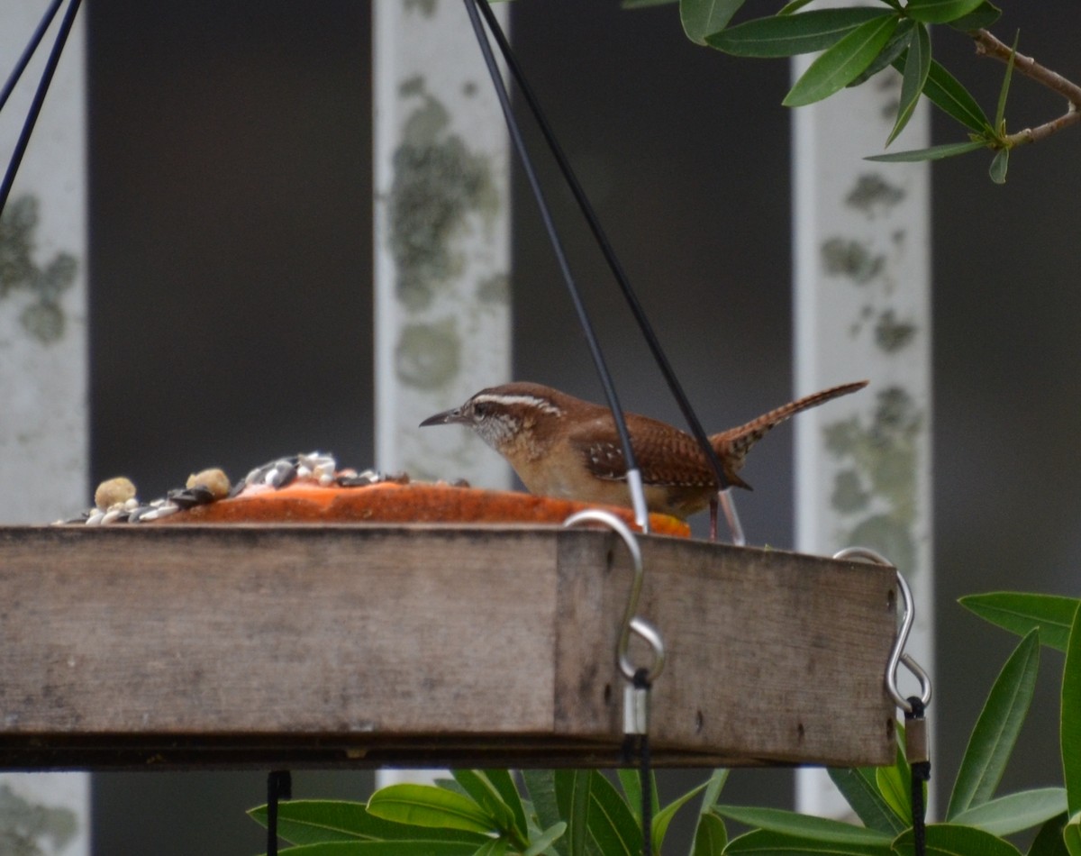 Carolina Wren - ML91297431