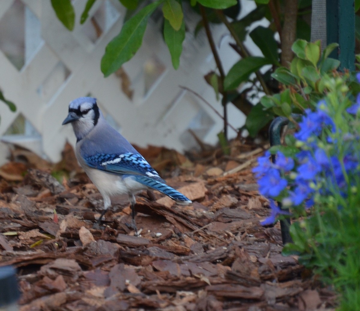 Blue Jay - ML91297481