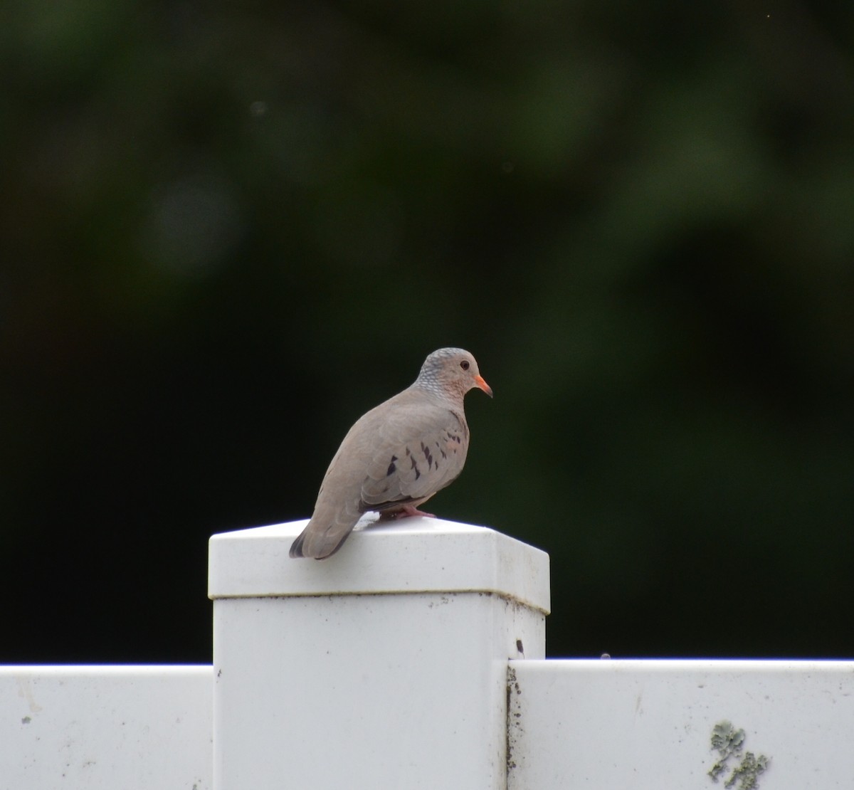 Common Ground Dove - ML91297681