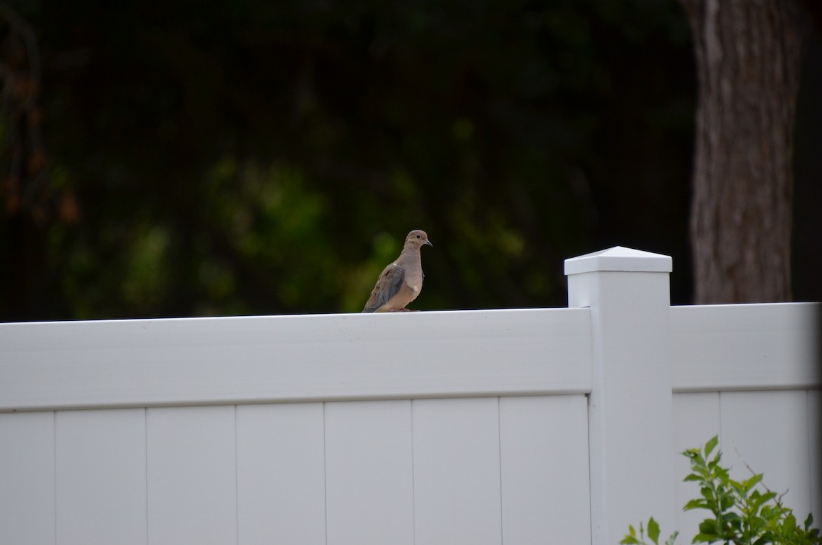 Mourning Dove - ML91297751