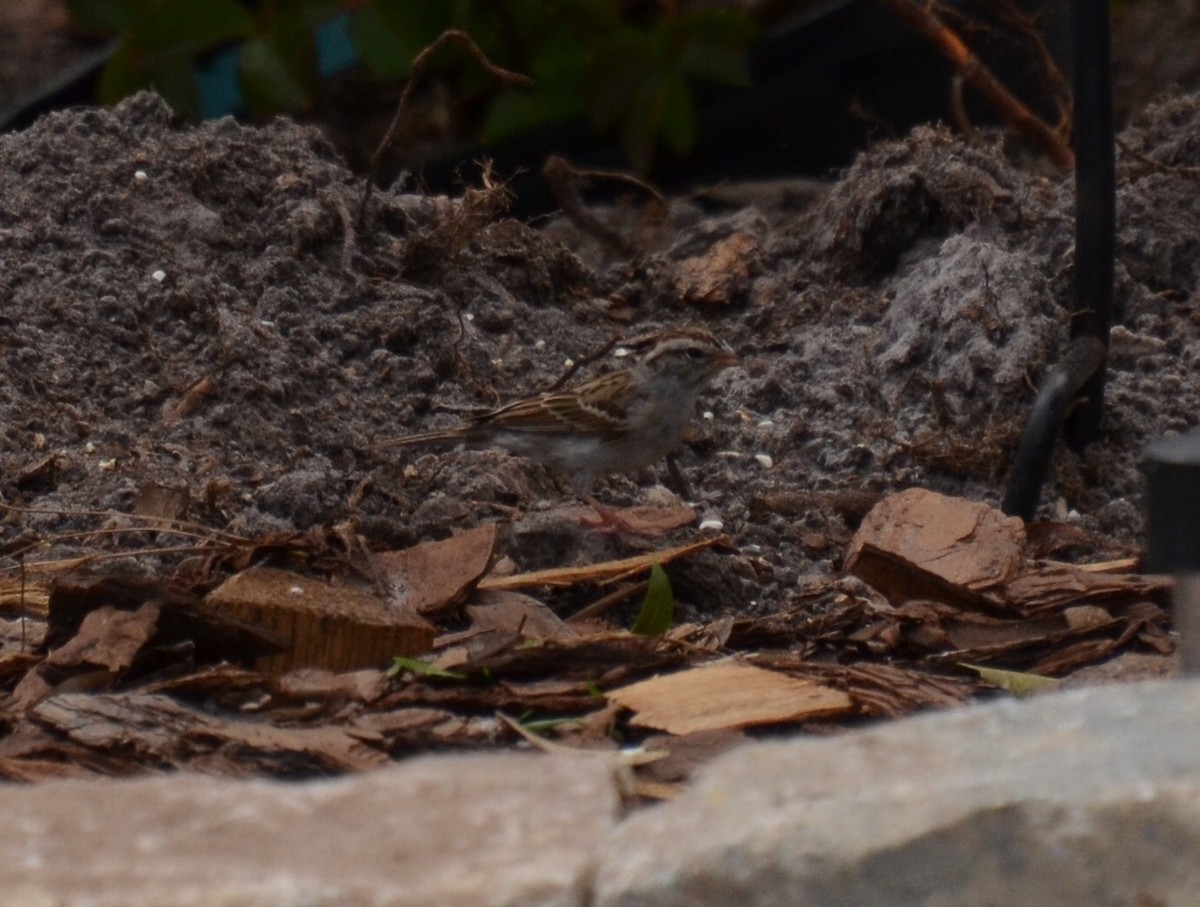 Chipping Sparrow - ML91298221
