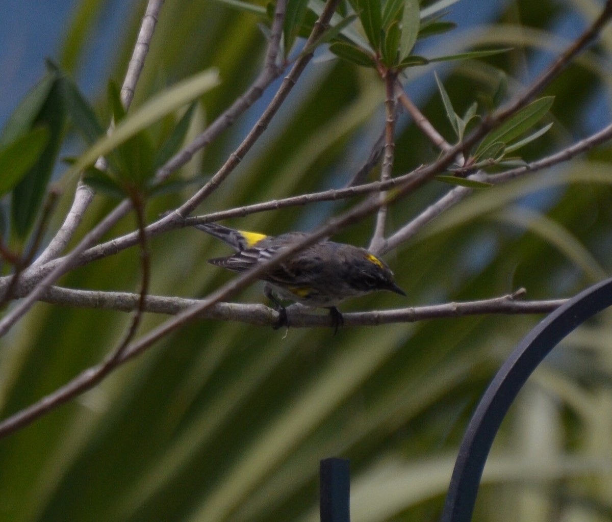 Yellow-rumped Warbler - ML91298341