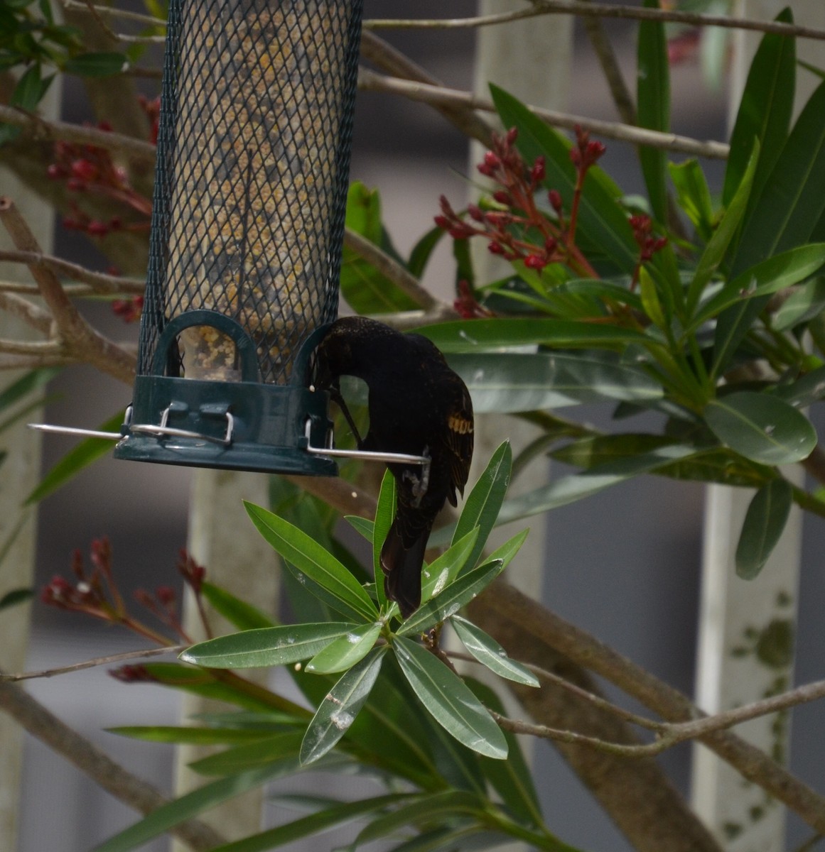 Red-winged Blackbird - ML91298701