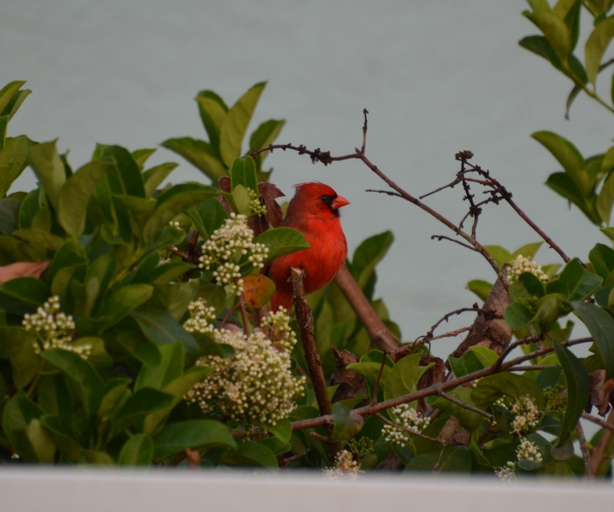 Northern Cardinal - ML91298961