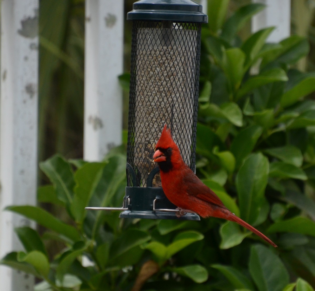 Northern Cardinal - ML91298981