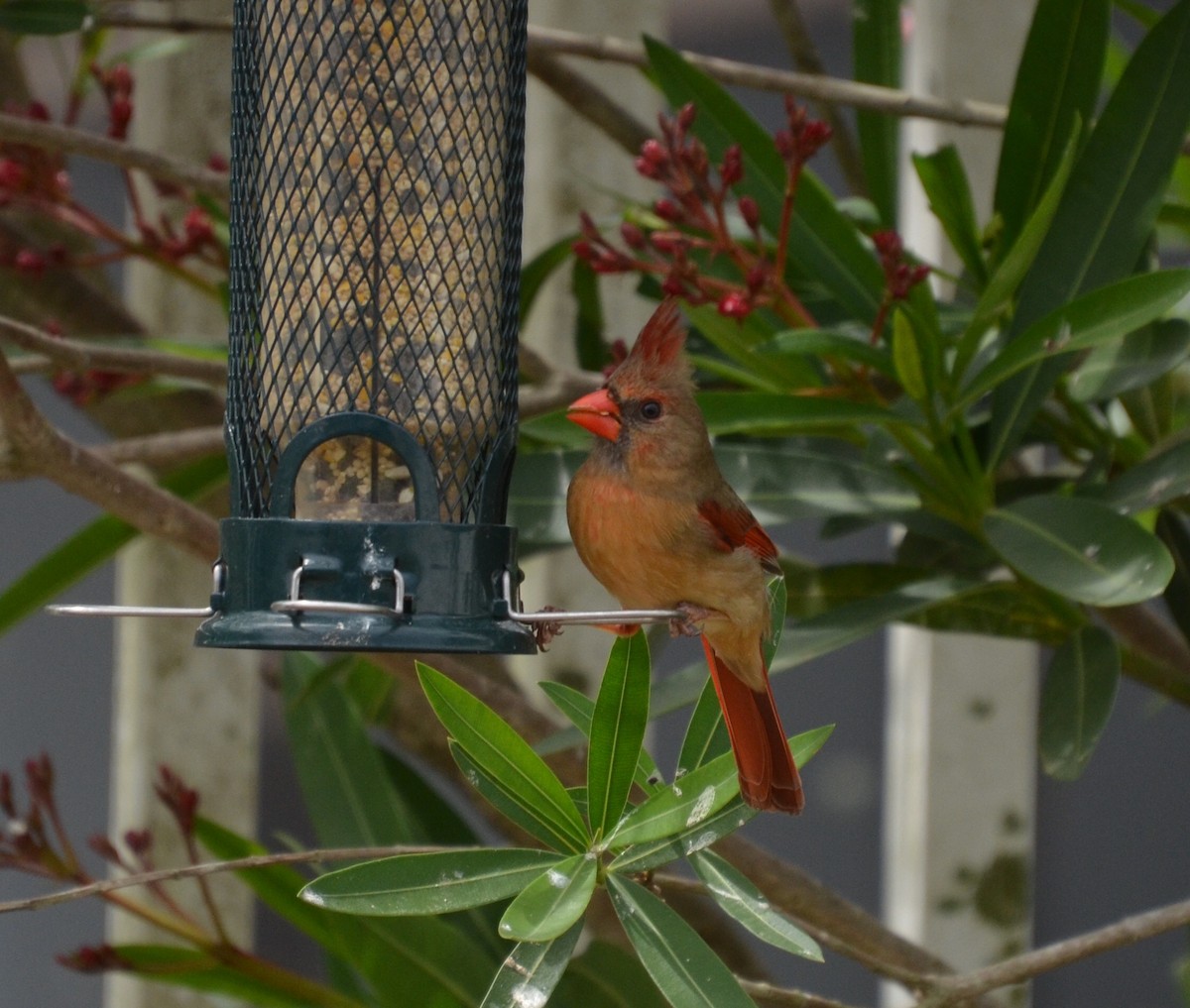 Northern Cardinal - ML91298991