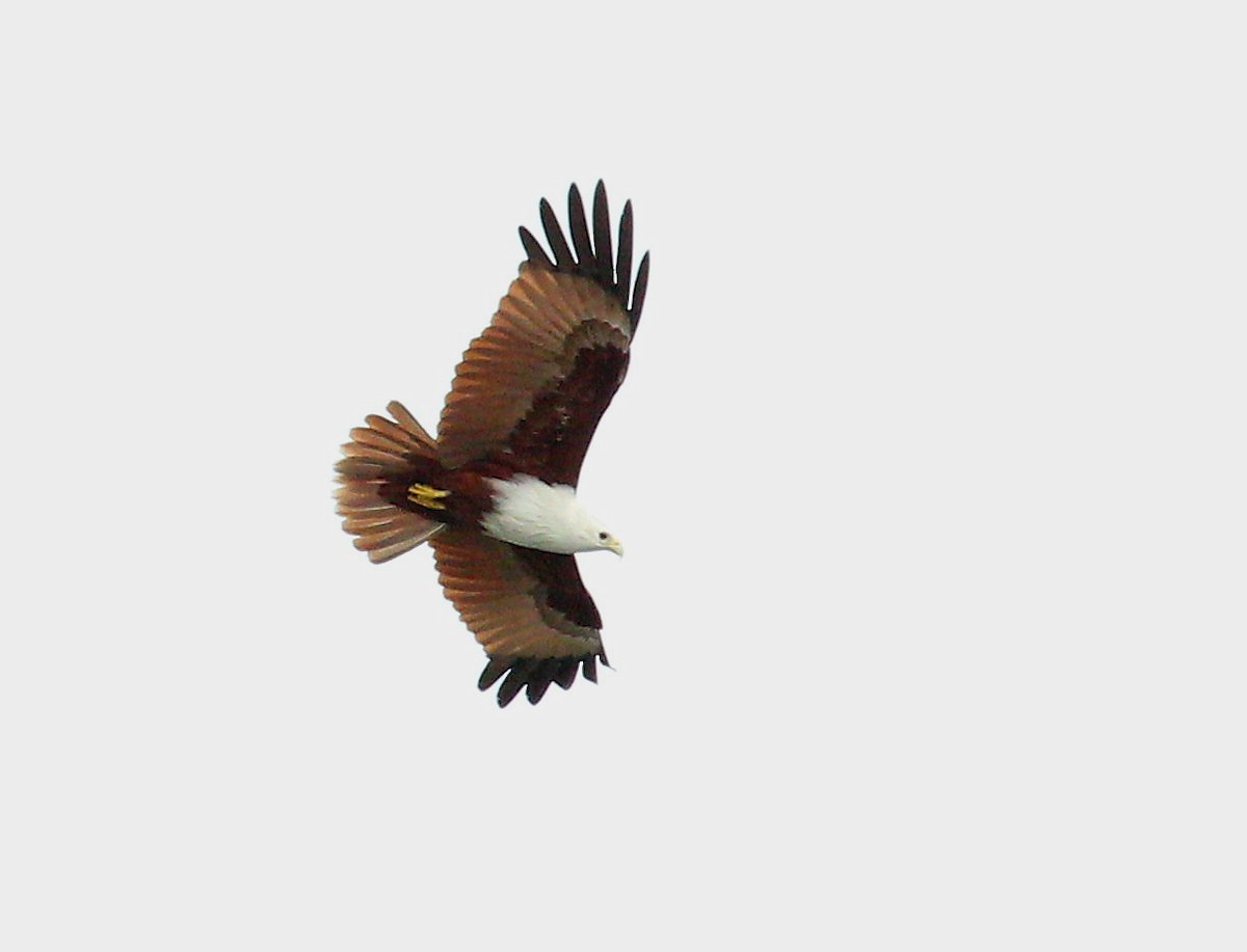 Brahminy Kite - ML91299021