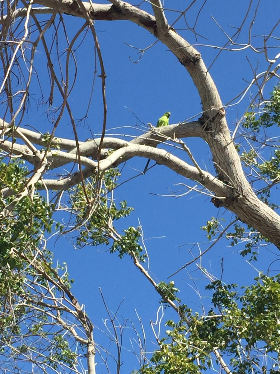 Rose-ringed Parakeet - ML91299841